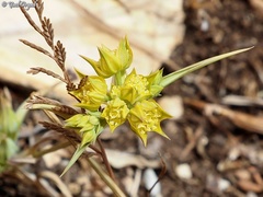 Bupleurum nodiflorum