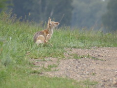 Vulpes corsac