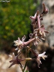 Delphinium ithaburense