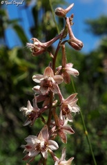 Delphinium ithaburense