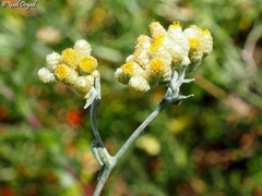 Helichrysum sanguineum