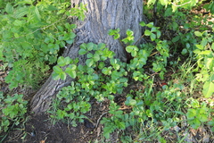 Ligusticum scothicum hultenii
