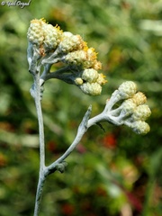 Helichrysum sanguineum