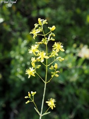 Hypericum lanuginosum