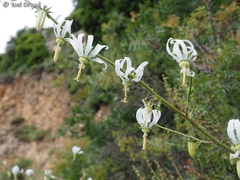 Michauxia campanuloides