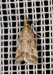 Eudonia pallida