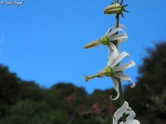 Michauxia campanuloides