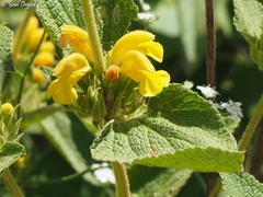 Phlomis viscosa