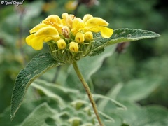 Phlomis viscosa
