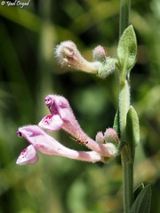 Scutellaria brevibracteata