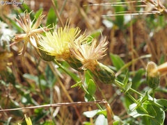 Klasea cerinthifolia