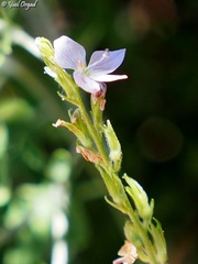 Veronica leiocarpa