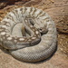 Crotalus molossus - Photo (c) Paul Morris, some rights reserved (CC BY-SA)