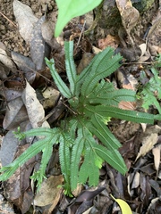Selaginella doederleinii