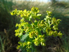 Helioscopia