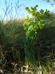 Helioscopia