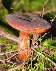 Boletus barragensis