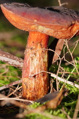 Boletus barragensis