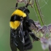 Clay Bumble Bee - Photo (c) Luca Boscain, some rights reserved (CC BY-NC), uploaded by Luca Boscain