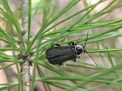 Atalantycha neglecta