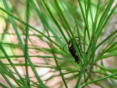 Atalantycha neglecta