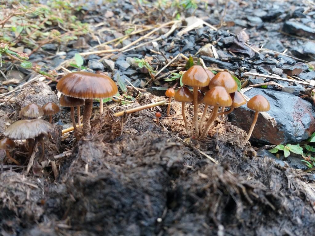 Deconica coprophila · May 2020 · photo: © danielmesa1 (iNaturalist, cc-by)