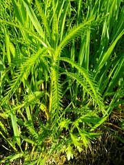 Achillea ptarmicoides