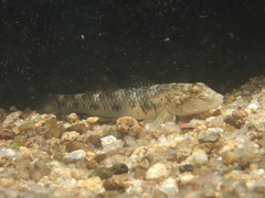 Rhinogobius similis
