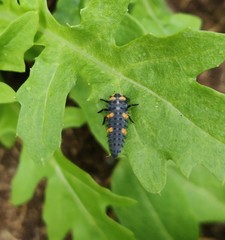 Coccinella septempunctata