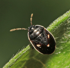 Adomerus triguttulus