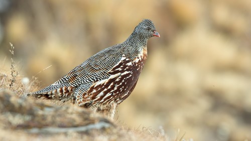 Snow Partridge (Lerwa lerwa), photo 2