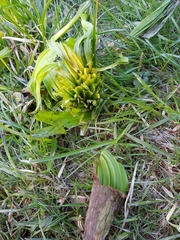 Veratrum lobelianum