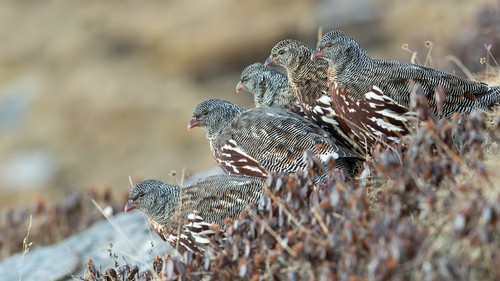 Snow Partridge (Lerwa lerwa)