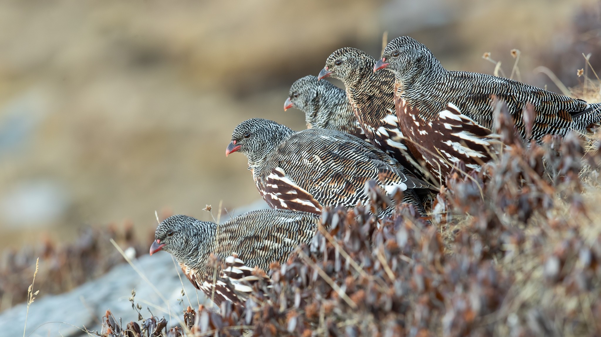Snow Partridge