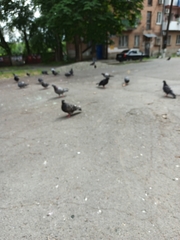 Columba livia domestica