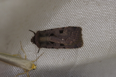 Chersotis andereggii