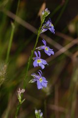 Lobelia berlandieri