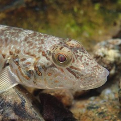 Rhinogobius similis