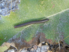 Pachyiulus apfelbecki