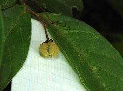 Sterculia lanceolata