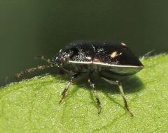Adomerus triguttulus