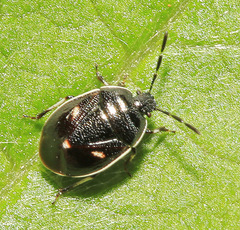 Adomerus triguttulus