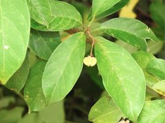 Sterculia lanceolata