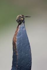 Cephenemyia phobifer