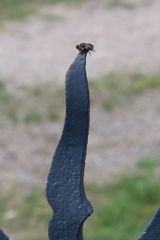 Cephenemyia phobifer