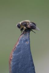 Cephenemyia phobifer