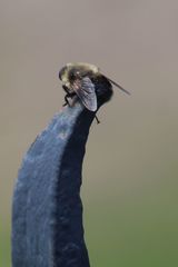 Cephenemyia phobifer