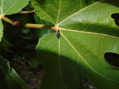 Phyllodromica marginata