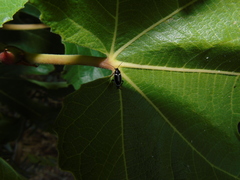 Phyllodromica marginata
