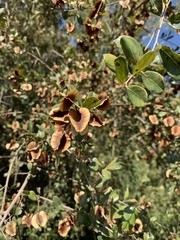 Combretum hereroense hereroense